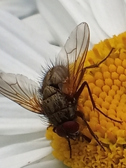Calyptratae