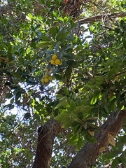 Comarostaphylis diversifolia