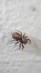 Pseudeuophrys lanigera