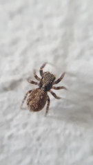 Pseudeuophrys lanigera