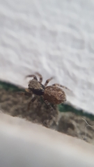 Pseudeuophrys lanigera