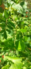 Rhus jaliscana