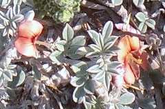 Indigofera sp12