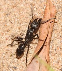Paltothyreus tarsatus