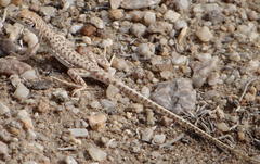 Meroles suborbitalis