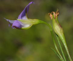 Psoralea trullata