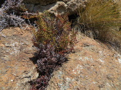 Cheilanthes quadripinnata