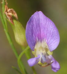 Psoralea trullata