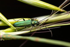 Anogcodes seladonius