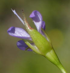 Psoralea trullata