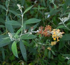 Buddleja weyeriana