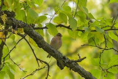 Fringilla coelebs