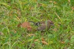 Fringilla coelebs