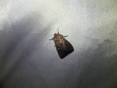 Athetis brunneolineosa