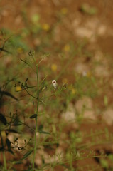 Andrographis paniculata