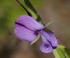 Psoralea plauta