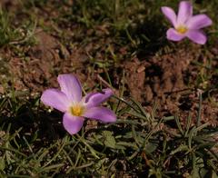 Oxalis odorata