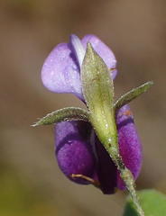 Psoralea plauta
