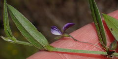 Psoralea plauta