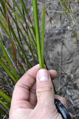 Watsonia fergusoniae