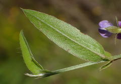 Psoralea plauta