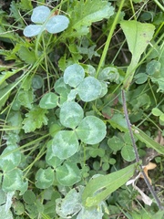Trifolium repens