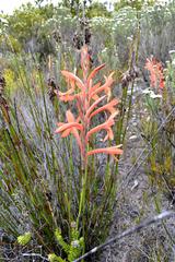 Watsonia fergusoniae
