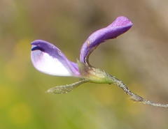 Psoralea plauta