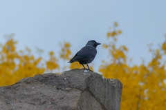 Corvus monedula