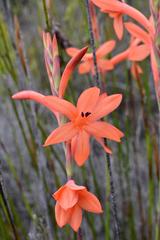 Watsonia fergusoniae