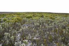 Watsonia fergusoniae