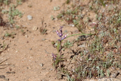 Lachenalia schlechteri