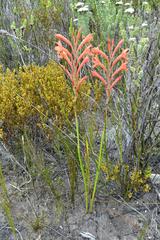 Watsonia fergusoniae