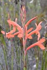 Watsonia fergusoniae