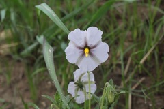 Lycianthes moziniana