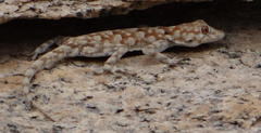 Bradfield's Namib Day Gecko photo 2