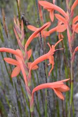 Watsonia fergusoniae
