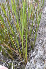 Watsonia fergusoniae