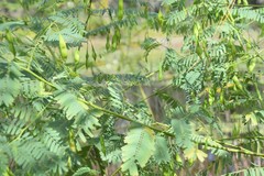 Sesbanieae