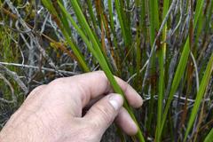 Watsonia fergusoniae