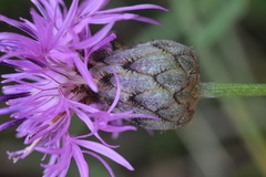 Centaurea scabiosa grinensis