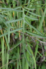 Centaurea scabiosa grinensis