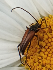 Stenurella melanura