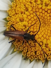 Stenurella melanura
