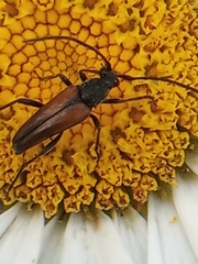 Stenurella melanura