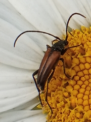 Stenurella melanura