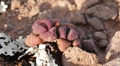 Stomatium suaveolens