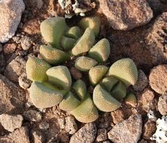 Stomatium suaveolens