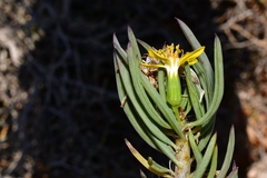 Senecio cotyledonis