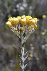 Achyranthemum mucronatum
